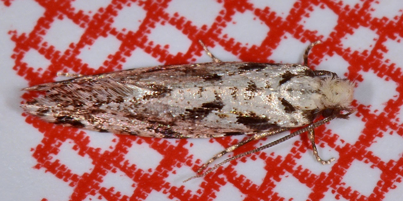 Tineidae? S, Nemapogon sp, cfr. inconditella